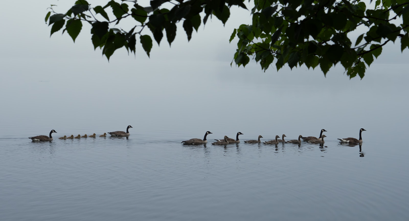 ducks floating in a lake